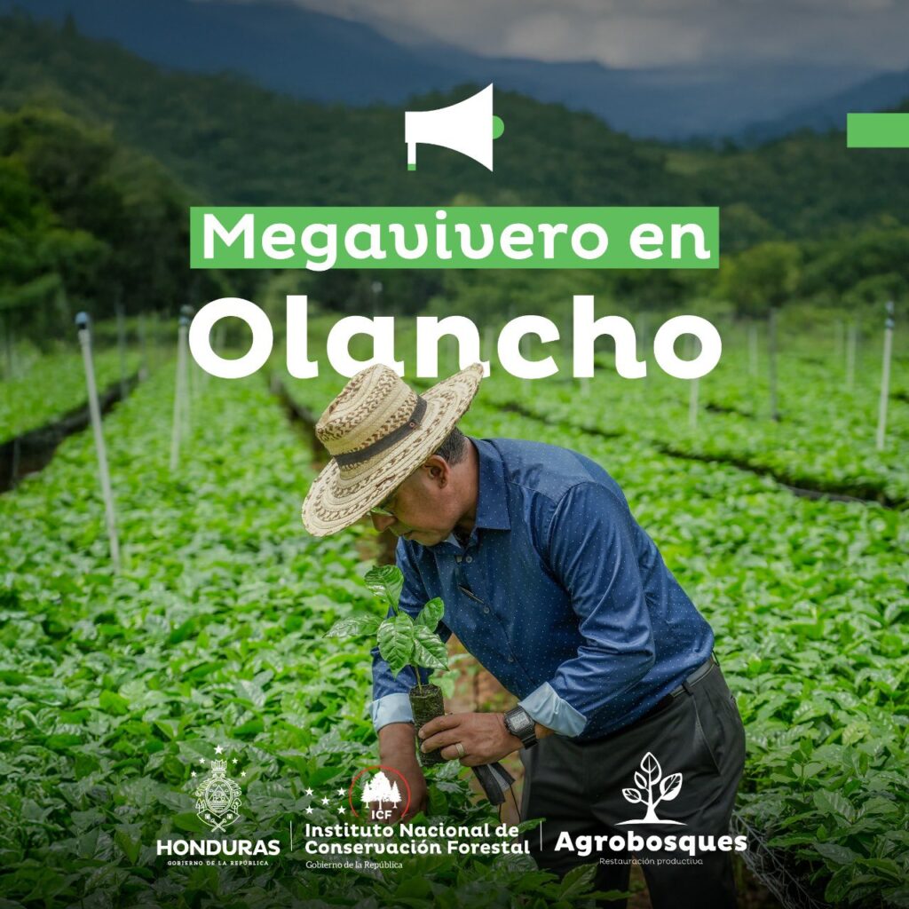 Megavivero de Agrobosques en Olancho